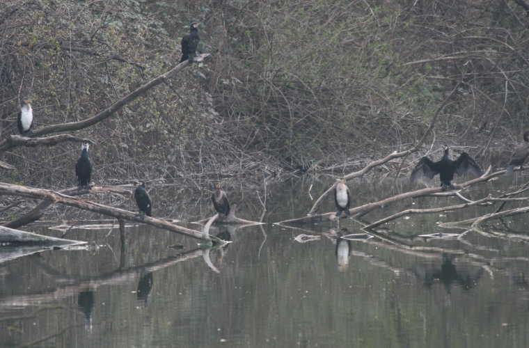 Il cormorano in Alto Adige