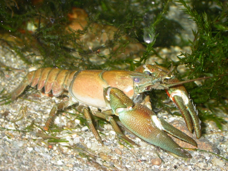 Gambero dal segnale (Pacifastacus leniusculus)