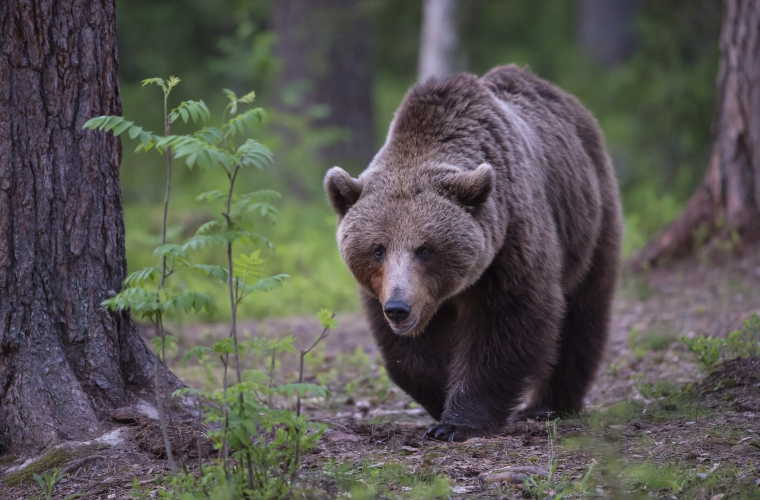 Caratteristiche dell' orso bruno europeo