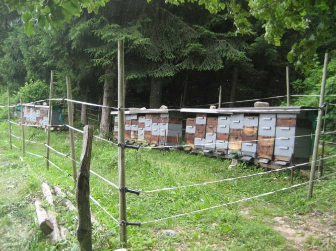 Prevenzione dei danni da fauna selvatica