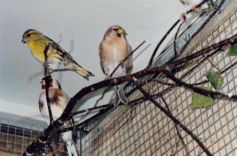 Detenzione di uccelli