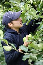 La Ripartizione lavoro segnala che per la raccolta della frutta possono essere impiegate anche persone richiedenti asilo