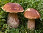 Die Pilze stehen im Mittelpunkt einer geführten Wanderung am 27. September im Altenburger Wald in Kaltern./Foto Naturmuseum Südtirol   