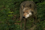 Wolf in den Alpen (FOTO: Stefano Andreazza)