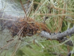 Weitum sichtbar: die Gespinstnester der Raupen der Kiefernprozessionsspinner (Traumatocampa pityocampa) in den Kiefern. 