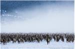 Waldgebirgswapiti im Yellowstone national Park, Wyoming (FOTO: Florian Schulz, visionwildnes.com)