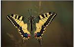 Immagine di un macaone (Papilio machaon) 