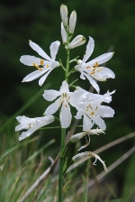 Eine Paradieslilie (Paradisea liliastrum), die für das Untersuchungsgebiet zwischen St. Felix und Felixer Weiher bekannt ist - oder besser bekannt war, da ihr Vorkommen inzwischen stark zurückgegangen ist.