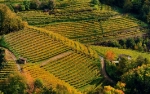 Die Harmonie einer herbstlichen Weinberglandschaft im Trentiner Cembra-Tal - Foto: EVTZ/Albert Ceolan