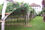 Der Weinberg des Weinmuseums in Kaltern.