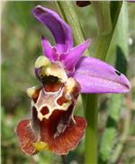 Eine für Apulien typische Orchidee: Die Ophrys apulica