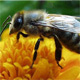 Il miele e le api al centro di una manifestazione al Museo di Scienze Naturali 