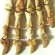 Alcuni frammenti ossei dello scheletro di un "ursus speleus"