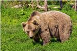 Un esemplare di orso bruno. Foto: Pixabay