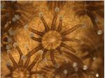 Immagine al microscopio di un corallo (Pocillopora damicornis)