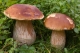 Boletus edulis