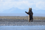 Un esemplare di orso bruno