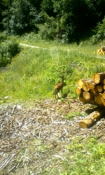 Disavventura a lieto fine: il giovane cervo liberato a Lagundo ha ripreso la via del bosco