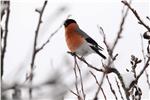 Escursione di birdwatching col Museo di Scienze Naturali