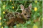 I piccoli di capriolo vengono lasciati in mezzo all’erba, in un luogo riparato, dalla madre mentre è alla ricerca di cibo, quindi non sono abbandonati e non vanno toccati e prelevati