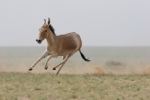 Asiatischer Wildesel (FOTO: E. Sos)