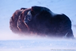 Moschusochsen im Nordwesten von Alaska (FOTO: © Florian Schulz  visionwildnis.com)