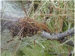 Nicht berühren: Menschen und Tiere sollen sich von den Prozessionsspinnern fernhalten.