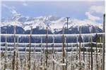 Der Kälteeinbruch erforderte die Frostberegnung, um die Blüten zu schützen.