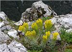 Die Flora Siziliens steht im Mittelpunkt eines Vortrags im Naturmuseum