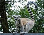 Lemur