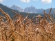 Bilanz des Erntejahrs 2013 in Dietenheim vorgestellt