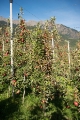 Vom Besenwuchs betroffener Baum