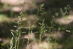 Es fliegen bereits die Pollen der Süßgräser (im Bild), die starke Allergene enthalten./Bild LPA rm