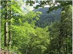 Neuerungen im Wald- und Almbereich werden bei den Forsttagsatzungen im Bereich des Forstinspektorats Bruneck zwischen dem 4. und 27. Jänner vorgestellt. Foto: LPA/Amt für Forstverwaltung/Paul Zipperle