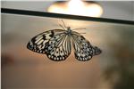 Die Ausstellung „bye bye butterfly - Heimische Schmetterlinge, tropische Gäste“ ist derzeit im Naturmuseum zu Gast
