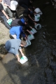 Schüler der Fachschule für Land- und Forstwirtschaft Fürstenburg und Mitarbeiter der Landesfischzucht des Versuchszentrums Laimburg haben heute Seeforellen im Haidersee eingesetzt