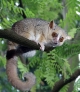 Vortrag „Madagaskar - Land der Lemuren“ im Naturmuseum