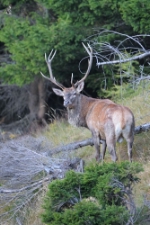 Über das Zugverhalten der Hirsche referiert Luca Pedrotti am 3. März im Naturmuseum Südtirol./Foto Pedrotti