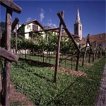 Weinmuseum startet ins Museumsjahr