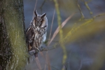 Den Rufen der Waldohreule (im Bild) folgen können die Teilnehmer an der Vogelstimmexkursion in Toblach./Foto Hackhofer