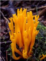 Calocera viscosa 