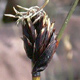 Schwarze Kopfbinse (Schoenus nigricans)