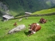 Die Labesau in Kasern im Naturpark Rieserferner-Ahrn - Foto: LPA/Franz Hinteregger