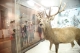 Hirsch-Diorama im Landesmuseum für Jagd und Fischerei (FOTO:Oskar Verant)