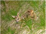 Hände weg von Rehkitzen und anderen jungen Wildtieren, heißt es in der Regel; bei Anliegen und Fragen sollten die Mitarbeiter in den Forststationen und Dienststellen des Amtes für Jagd und Fischerei verständigt werden.